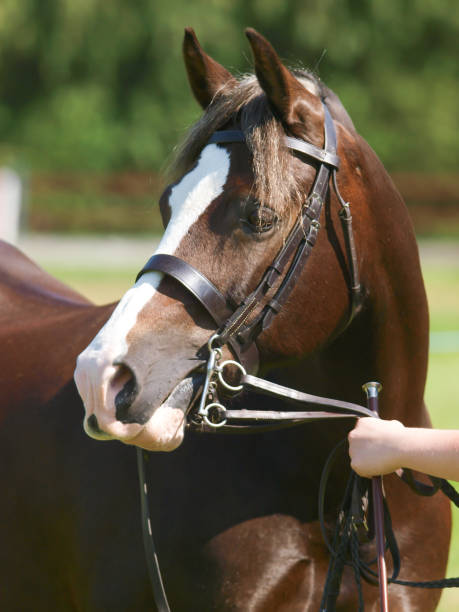 istock Horse In the Show Ring 968868482