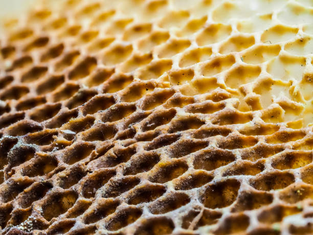 istock Macro photo of honeycomb structure 968871250