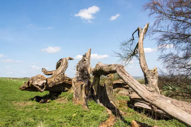Dead tree ruins on a hillslope of the Chilterns seen on a sunny day near Ivinghoe Beacon