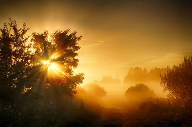 The rays of the rising sun shining through the tree
