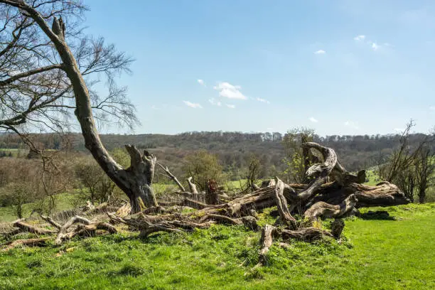 Dead tree ruins on a hillslope of the Chilterns seen on a sunny day near Ivinghoe Beacon