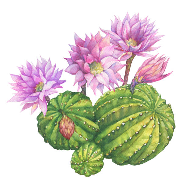 Echinopsis eyriesii with light pink tender flowers (also known as hedgehog, sea-urchin cacti or Easter Lily cactus). Hand drawn watercolor painting illustration isolated on white background.