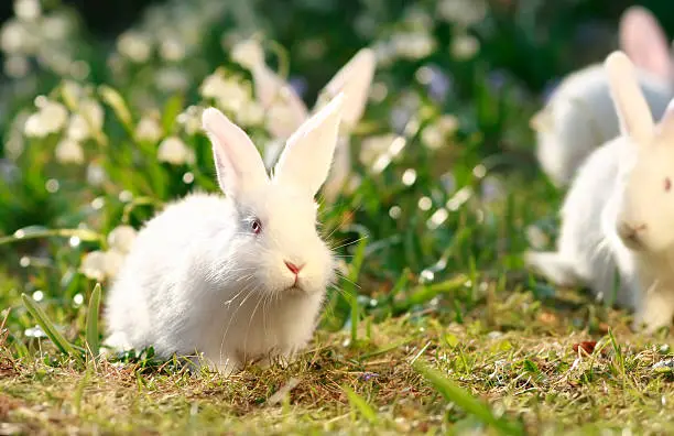 Photo of white rabbits on green meadow