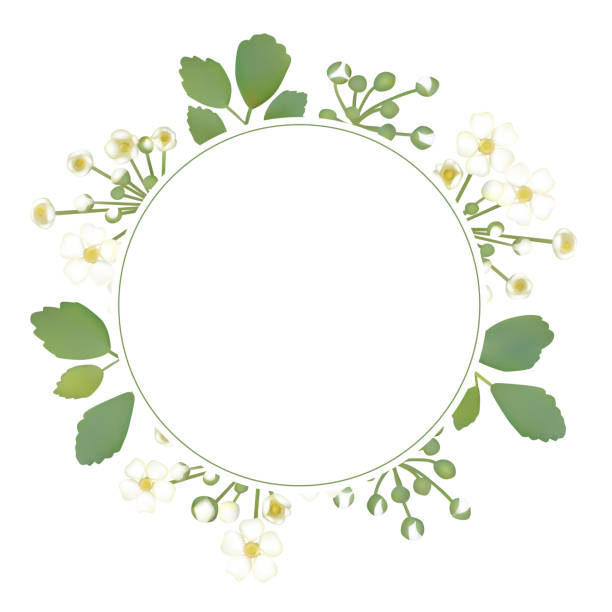 istock Flowers. Floral background. Wreath. Round frame. White buds. Small inflorescences. Green leaves. Flower pattern. Vector. 968875814