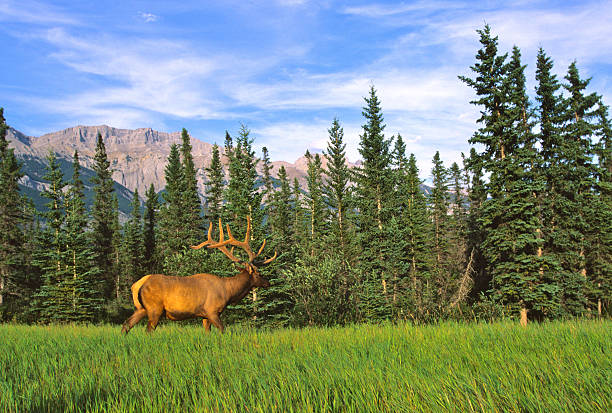 istock Bull Elk in Mountain Landscape 96887727