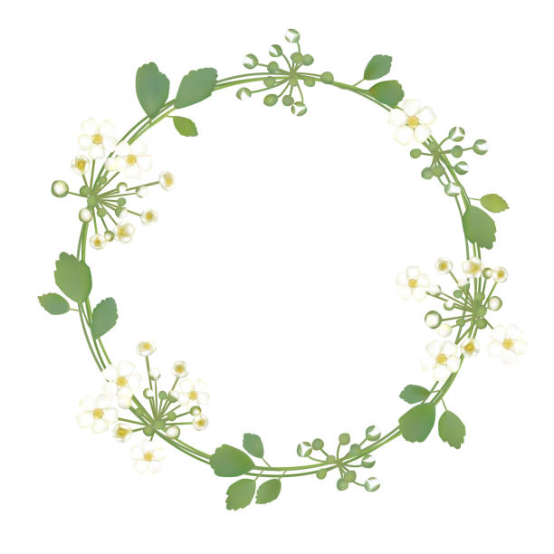 istock Flowers. Floral background. Wreath. Round frame. White buds. Small inflorescences. Green leaves. Flower pattern. Vector. 968877968