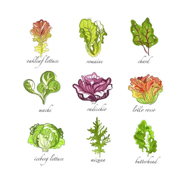 Vector illustration of Fresh herbs set, oak leaf, romaine, chard, mache, radicchio, lollo, rosso, iceberg lettuce, mizuna, butterhead plants hand drawn vector Illustrations on a white background