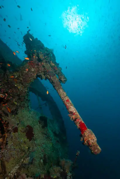 The rear gun of the sunken ship SS Thistlegorm in the Red Sea