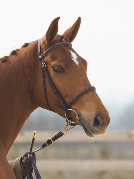 istock Horse In the Show Ring 968879014