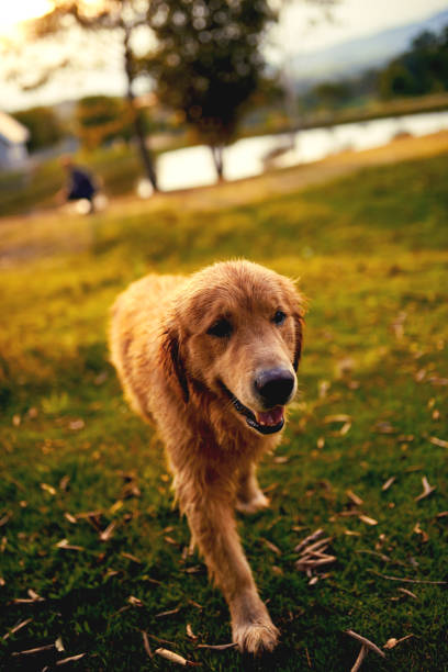 istock Man's best friend 968879034