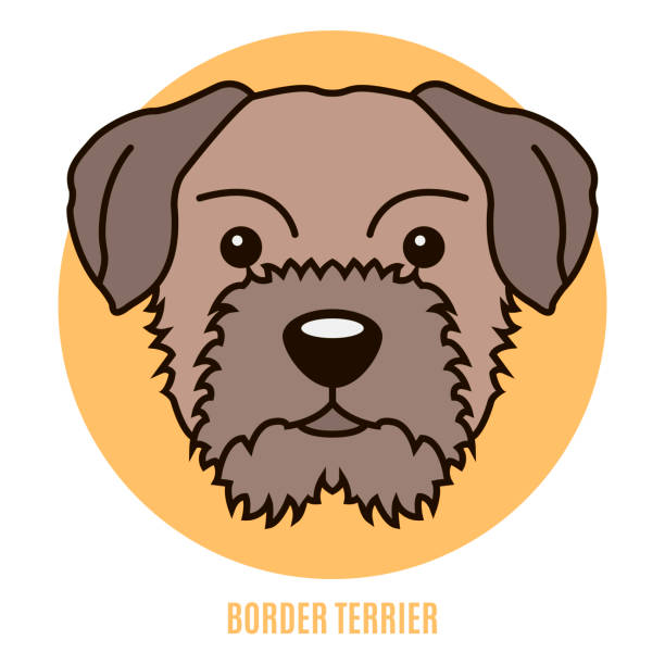 Portrait of Border Terrier. Vector illustration Portrait of Border Terrier. Vector illustration in style of flat border terrier stock illustrations