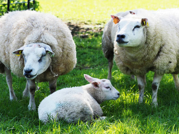 Cute Lamb A cute Spring lamb and its mother in a grass paddock. sheep flock stock pictures, royalty-free photos & images