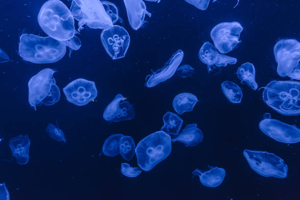 istock jellyfish in the aquarium 968882484