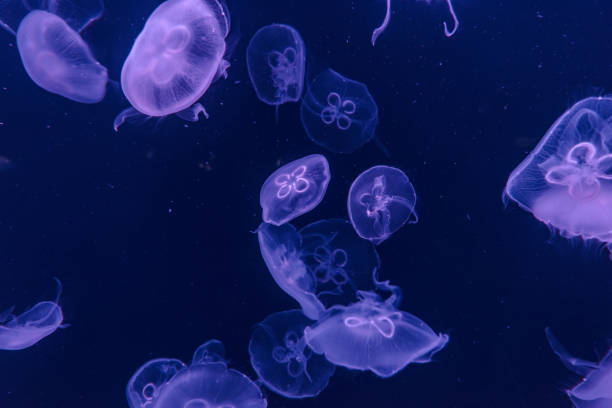 istock jellyfish in the aquarium 968882490