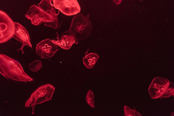 istock jellyfish in the aquarium 968882506