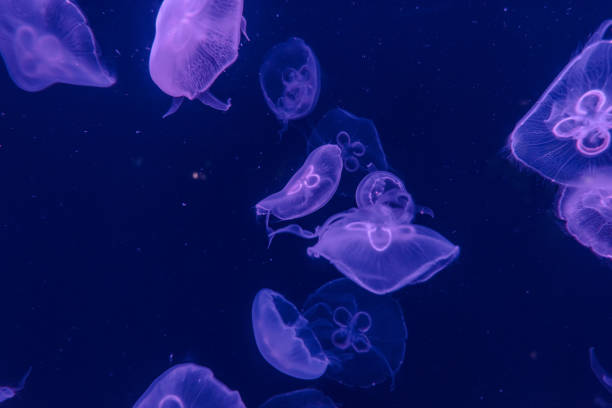 istock jellyfish in the aquarium 968882514