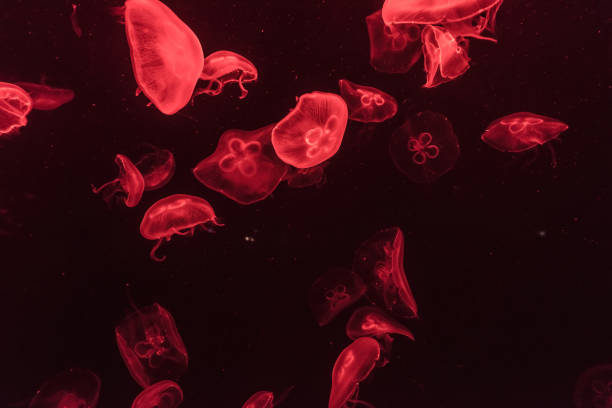istock jellyfish in the aquarium 968882516