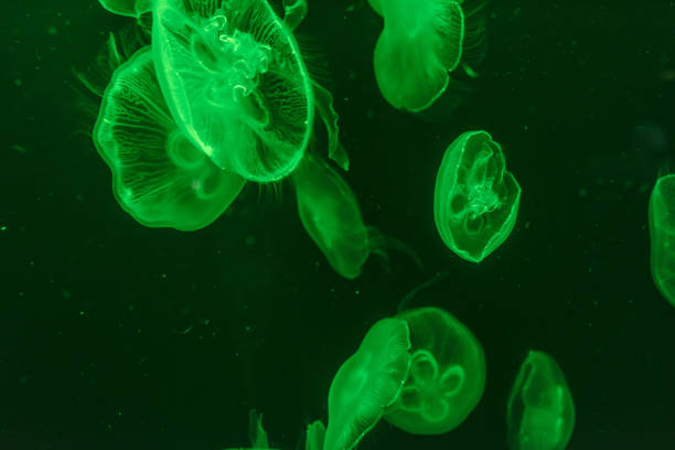 istock jellyfish in the aquarium 968882526