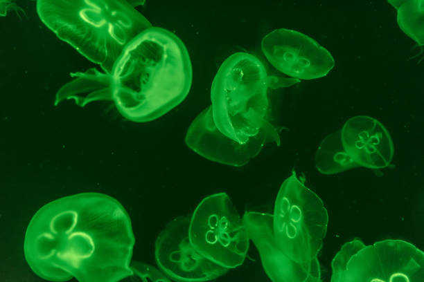 istock jellyfish in the aquarium 968882530