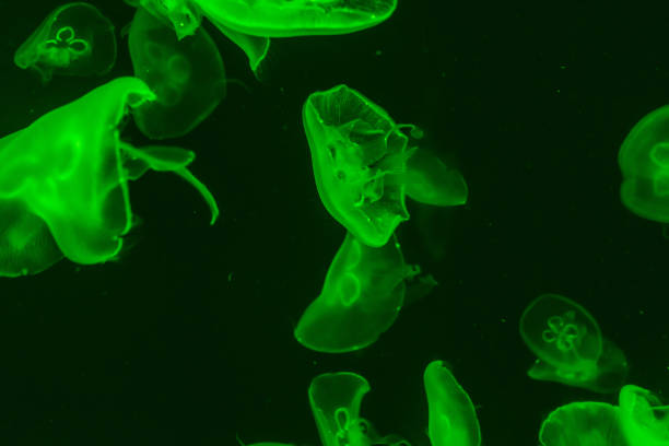 istock jellyfish in the aquarium 968882542