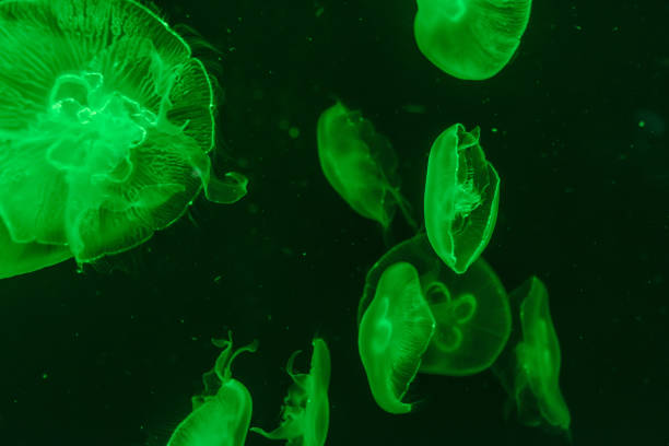 istock jellyfish in the aquarium 968882544