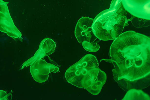 istock jellyfish in the aquarium 968882556