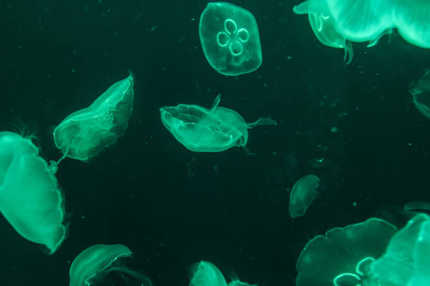 istock jellyfish in the aquarium 968882558
