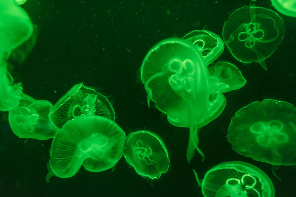 istock jellyfish in the aquarium 968882566