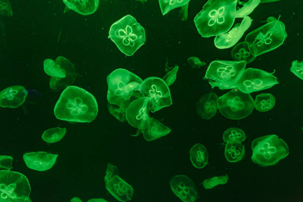 istock jellyfish in the aquarium 968882610