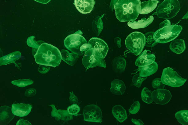 istock jellyfish in the aquarium 968882620