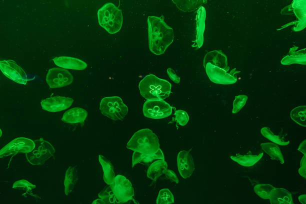istock jellyfish in the aquarium 968882644