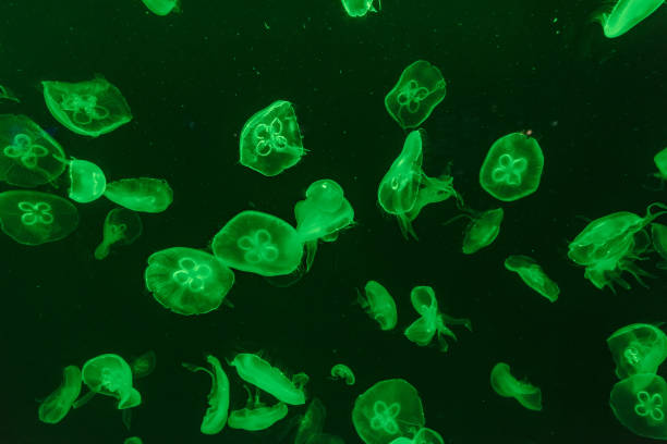 istock jellyfish in the aquarium 968882646