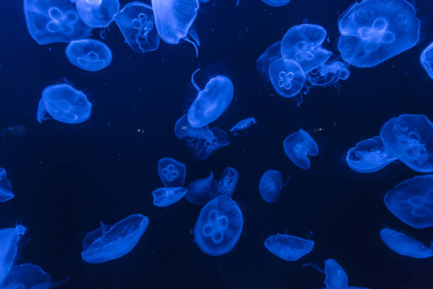 istock jellyfish in the aquarium 968882654