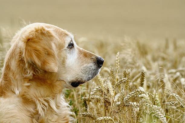 istock Gold retriever - portrait 96888485