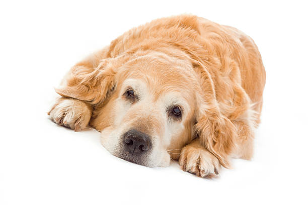 istock Golden retriever on white background 96888488