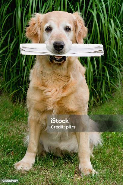 Golden Retriever Que Tiene En El Hocico Periódico Foto de stock y más banco de imágenes de Periódico - Periódico, Perro, Aire libre