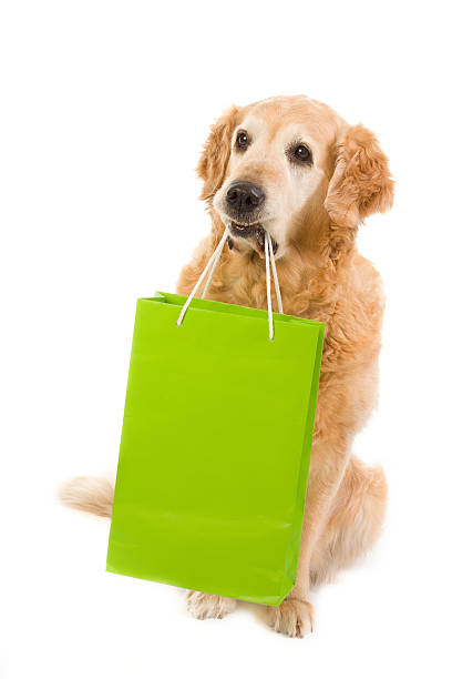 istock Golden retriever and green light bag 96888493