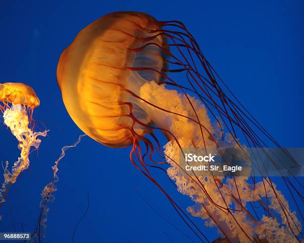 Medusa - Fotografie stock e altre immagini di Medusa di mare - Medusa di mare, Acqua, Blu