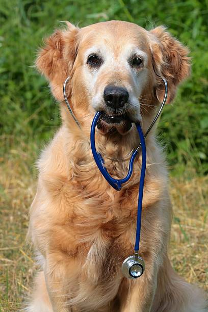 istock Golden retriever that the holds in muzzle stethoscope 96888575