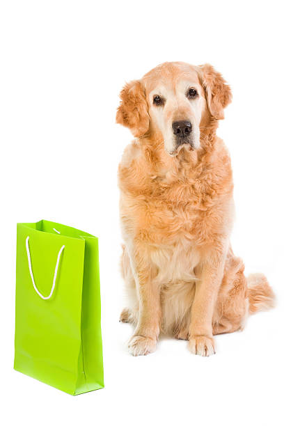 istock Golden retriever and green light bag 96888578