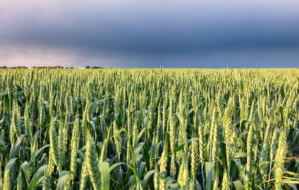 istock Wheat field with storm - Agriculture 968886226