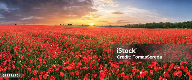 Landscape With Nice Sunset Over Poppy Field Panorama Stock Photo - Download Image Now