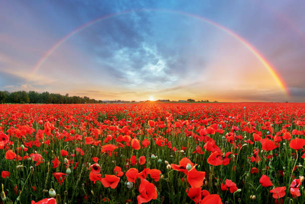 ケシ畑で虹の風景 - poppy field red flower ストックフォトと画像