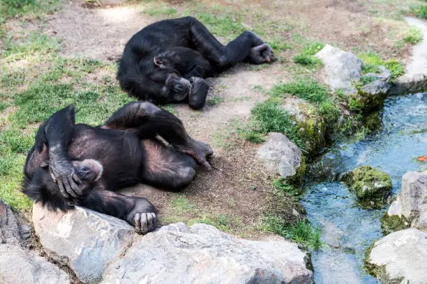 Two chimpanzee are sleeping sleeping near water.