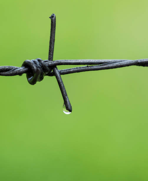 Rusty barbed wire with rain drops and green rice field background