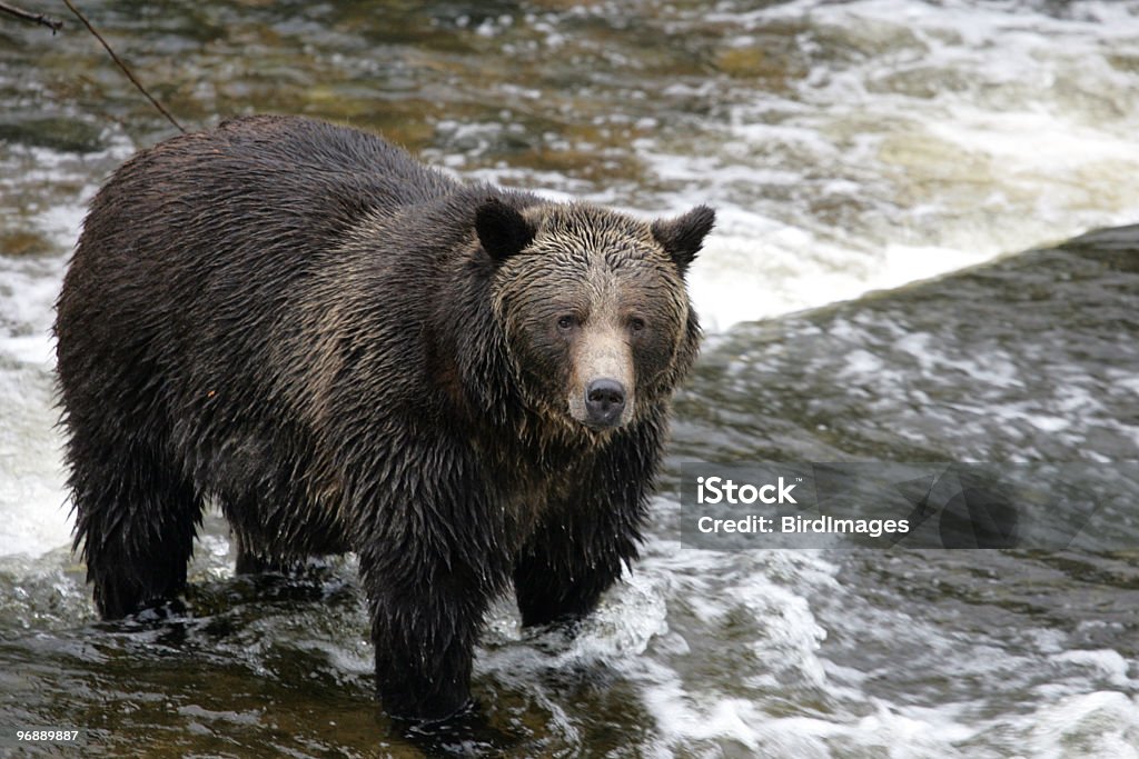 Grizzly Bear połowów w River - Zbiór zdjęć royalty-free (Dzikie zwierzęta)