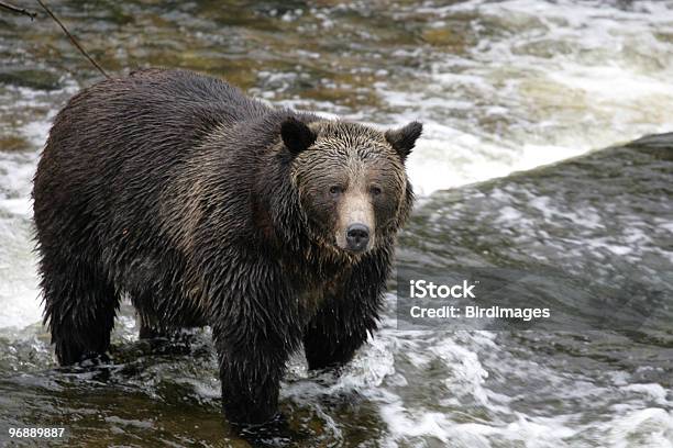 Grizzly Bear Pesca No Rio - Fotografias de stock e mais imagens de Ao Ar Livre - Ao Ar Livre, Canadá, Colúmbia Britânica