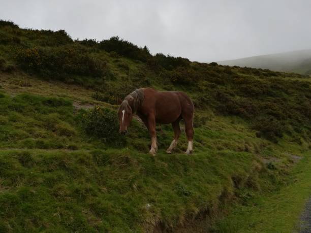 istock Caballo to Ports of Cize 968898872