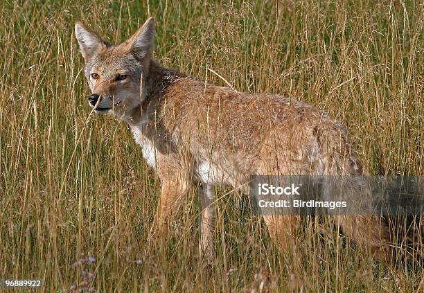 Photo libre de droit de Coyote Au Parc National De Yellowstone banque d'images et plus d'images libres de droit de Canidés - Canidés, Chien, Coyote