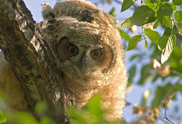 Great-horned Owlet peeking behind a branch.  Early morning light.   These guys are soooo cute.  Oliver, B.C.